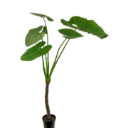 Alocasia 220 cm – Konstgjort träd