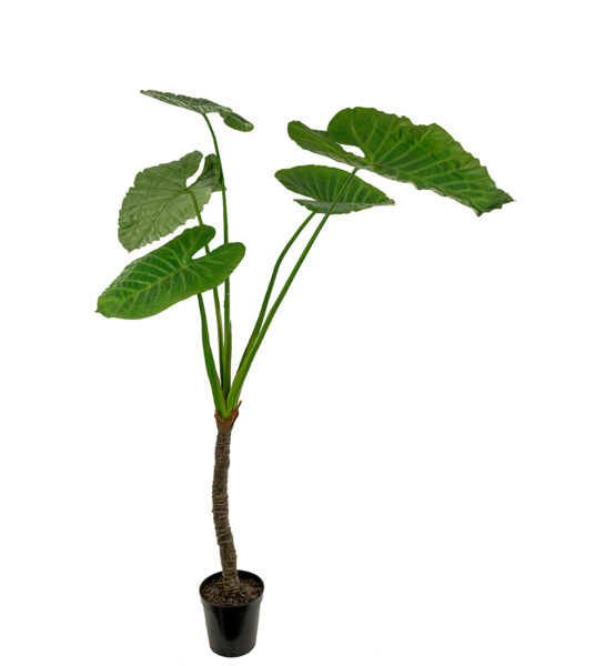 Alocasia 220 cm – Konstgjort träd