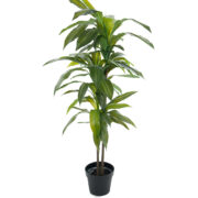 Dracena 100 cm  – Konstgjort träd . 4-PACK