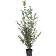 Eucalyptus 170 cm – Konstgjort träd