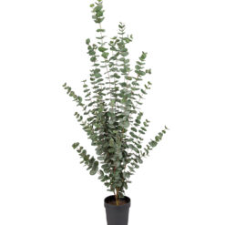 Eucalyptus 170 cm – Konstgjort träd