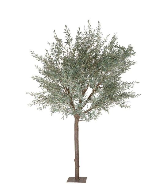 Olivträd 4 meter