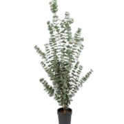 Eucalyptus 170 cm – Konstgjort träd