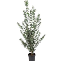 Eucalyptus 170 cm – Konstgjort träd
