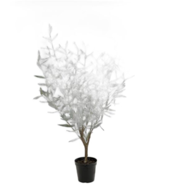 Oliv 100 cm – Konstgjort träd