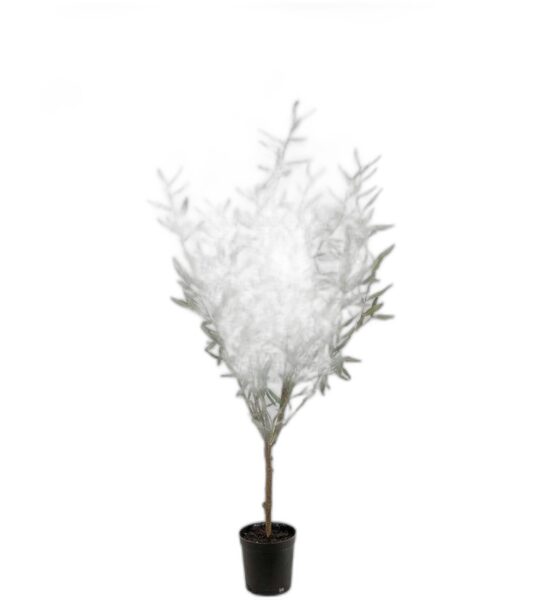 Oliv 130 cm