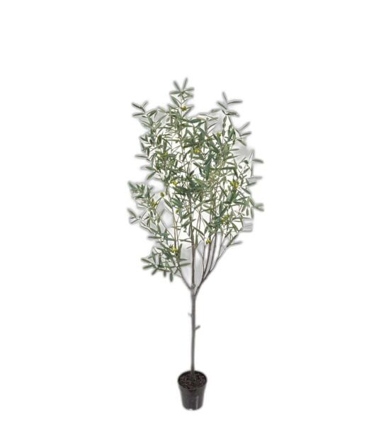 Oliv 200 cm – Konstgjort träd