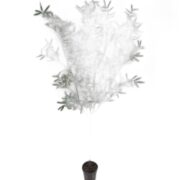 Oliv 230 cm – Konstgjort träd