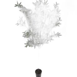 Oliv 230 cm – Konstgjort träd