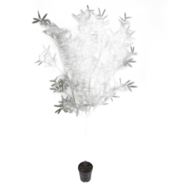 Oliv 230 cm – Konstgjort träd