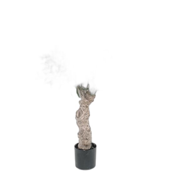 Oliv 80 cm – Konstgjort träd 2-PACK